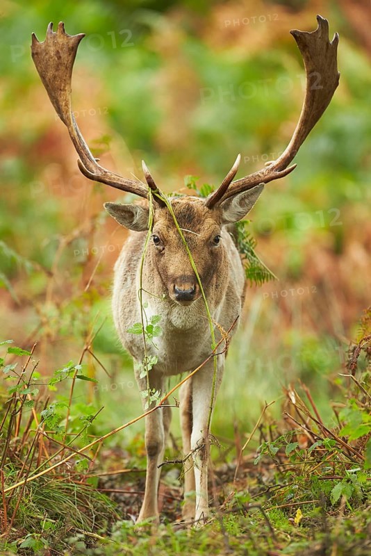Fallow deer