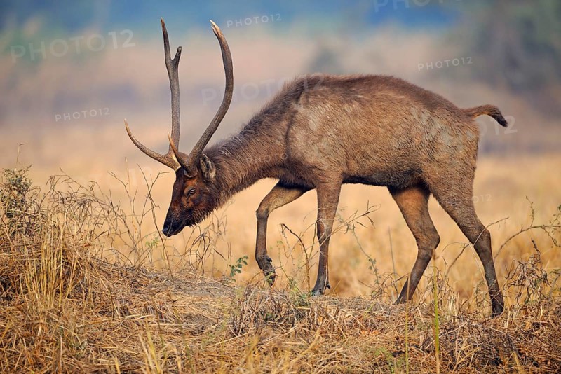 Sambar