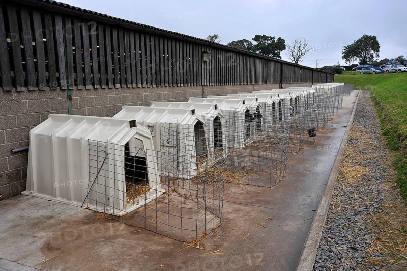 Domestic cattle