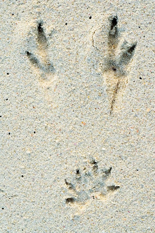 Quokka