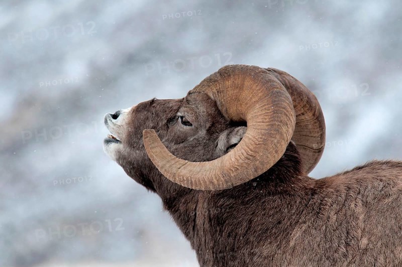 Bighorn sheep