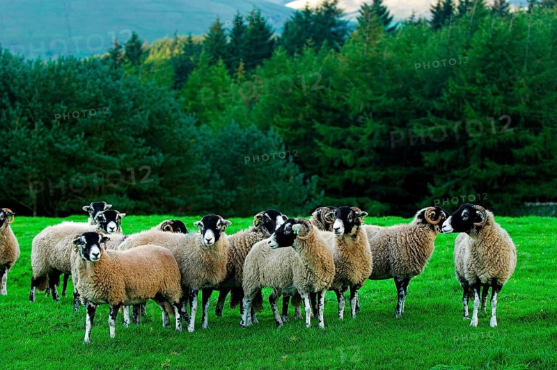 Domestic Sheep