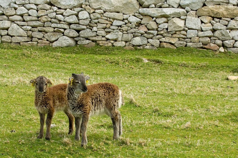Domestic Sheep