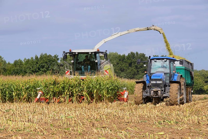 Maize