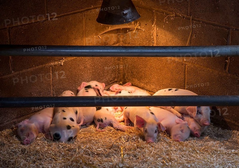 Domestic Pig