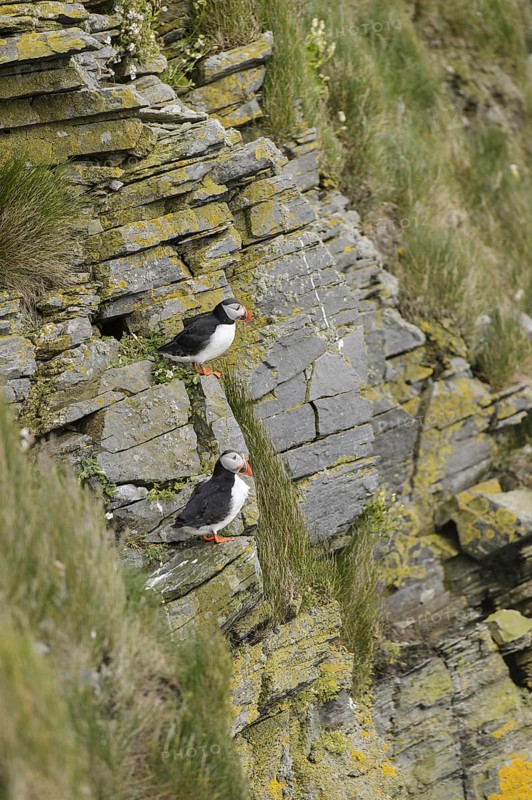 Puffin