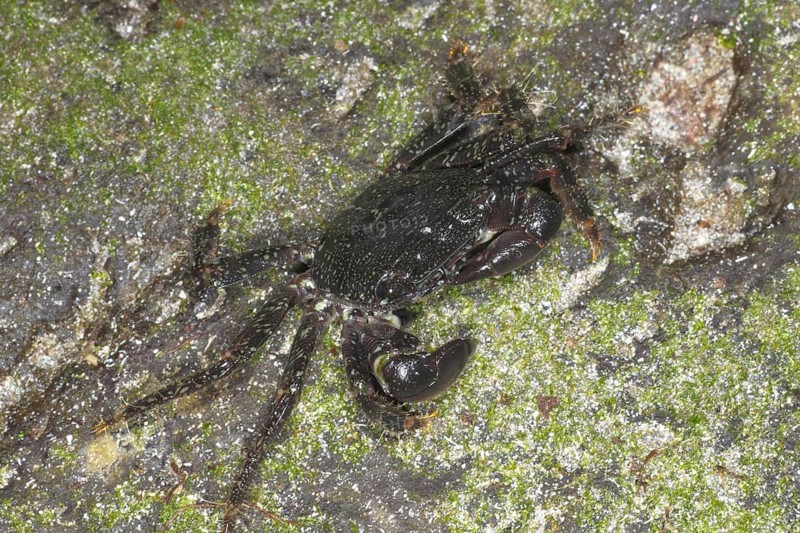 Cliff crab