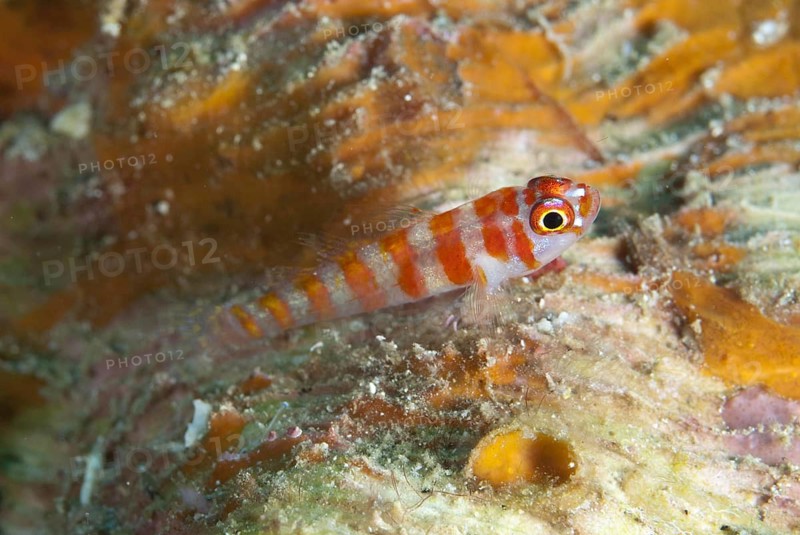 Candycane Dwarfgoby