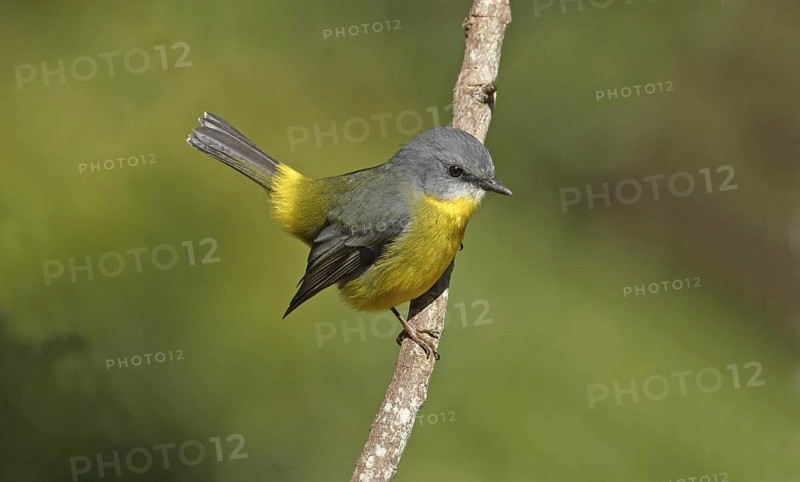 Eastern yellow robin