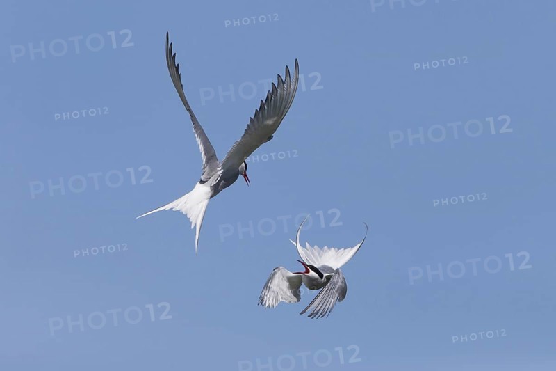 Arctic Tern