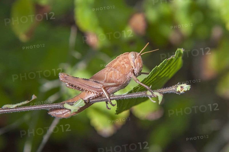 Grasshopper