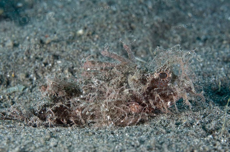 Ambon scorpionfishes