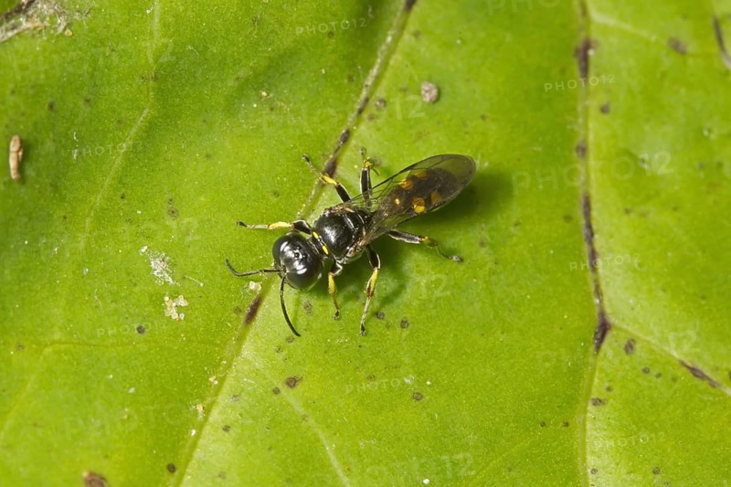 Four-spotted Digger Wasp