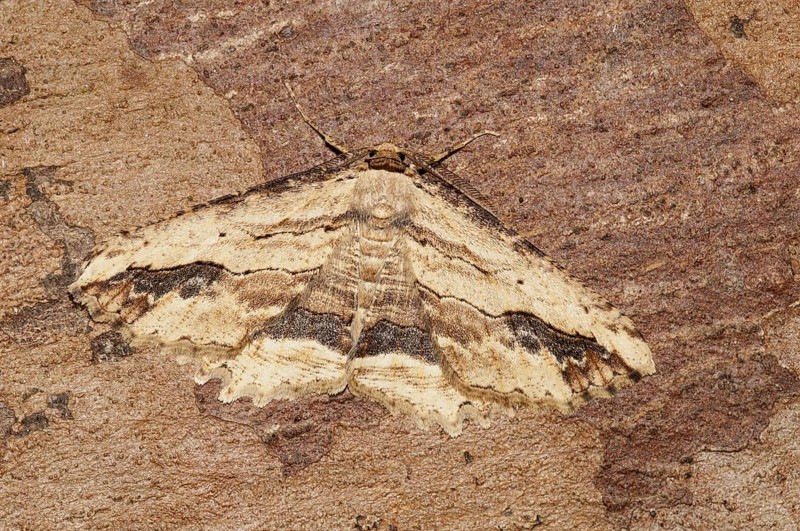 Menophira abruptaria