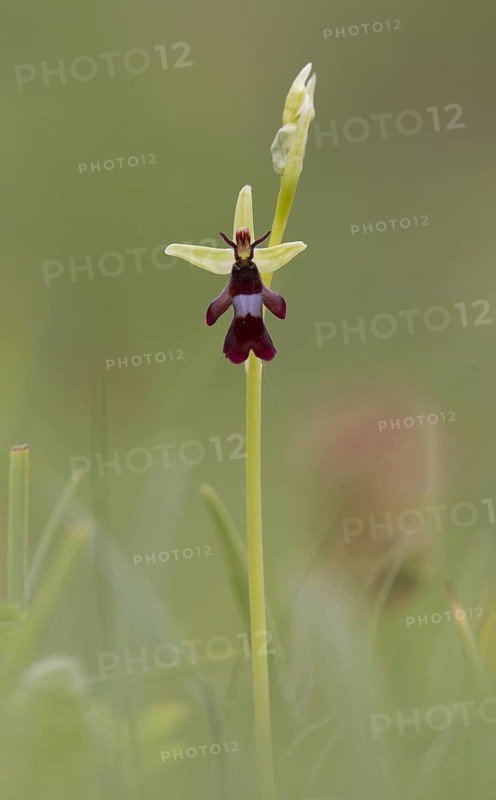 Fly Orchid