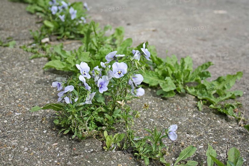 Garden pansy