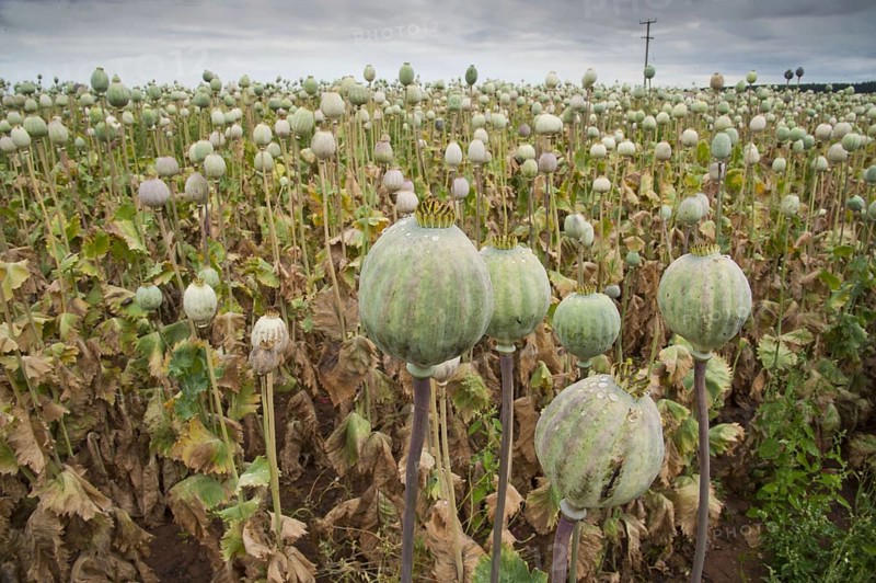 Opium poppy
