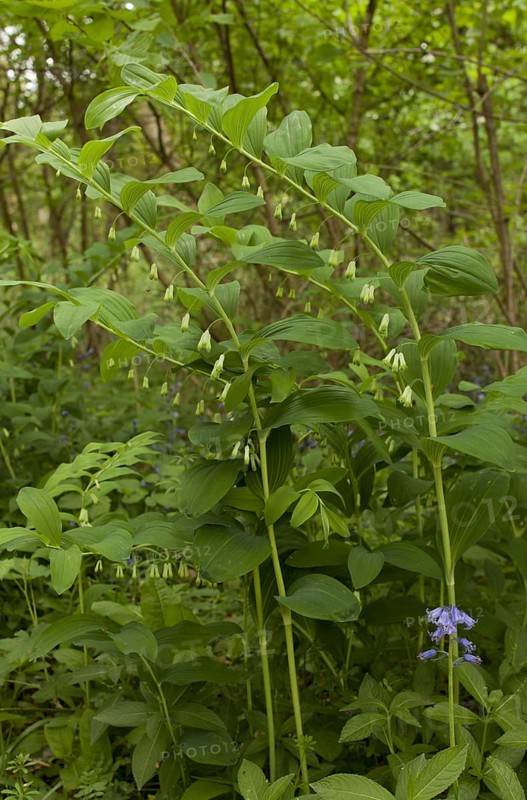 Common Solomon's Seal