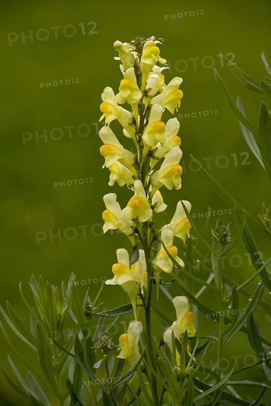 Common Toadflax