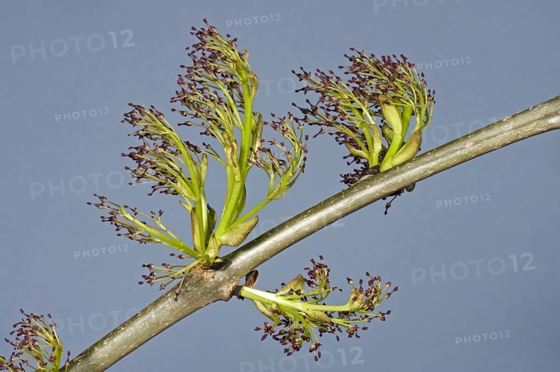 Flowers on ash