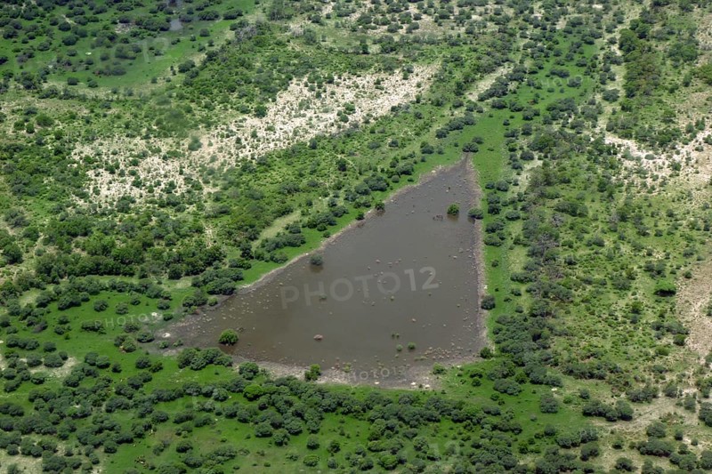 Aerial view of a pool in a wetland habitat