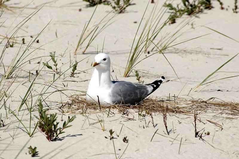 Common gull