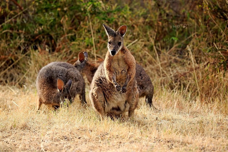 Tammar Wallaby