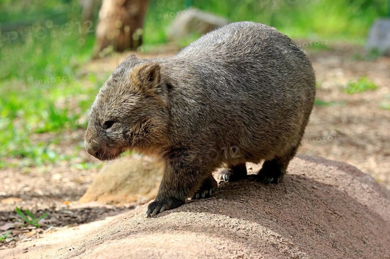 Common common wombat