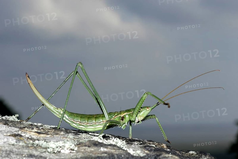 Large saw-worm
