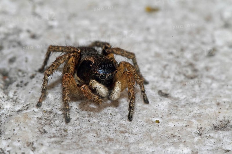Jumping spider