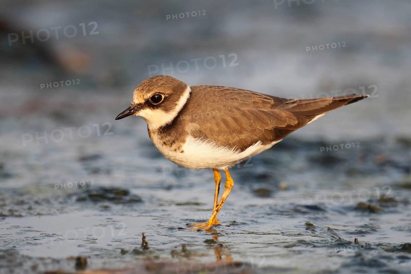 Little ringed plover