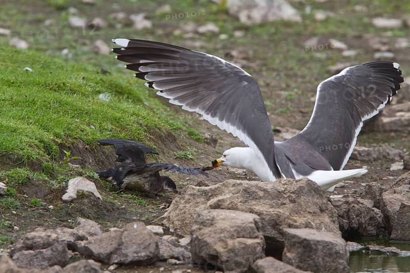 Lesser Black Backed Gull attacks Manx Shearwater