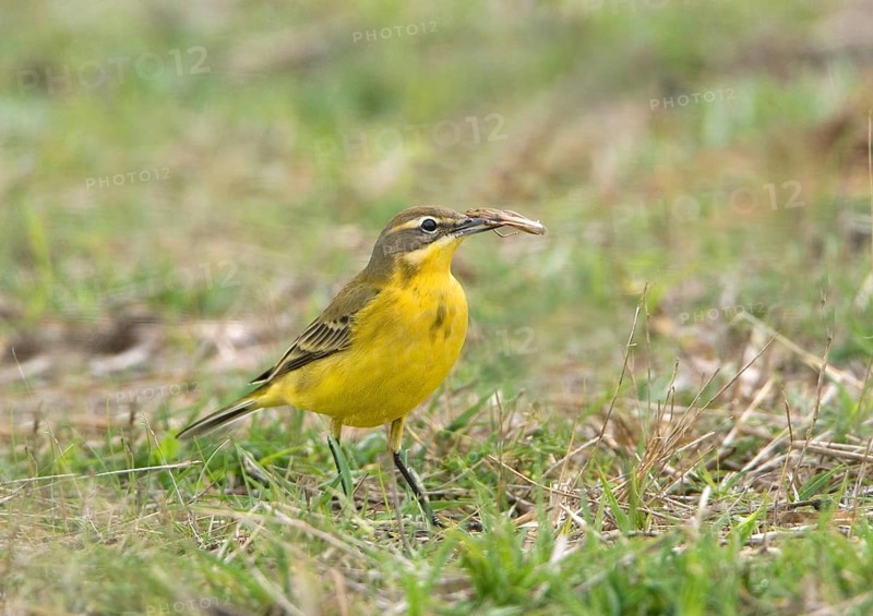 Yellow Wagtail