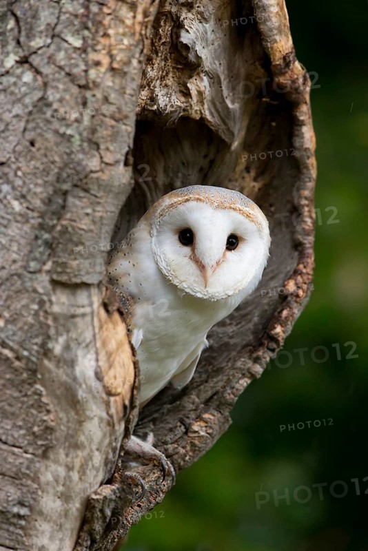 Common barn owl