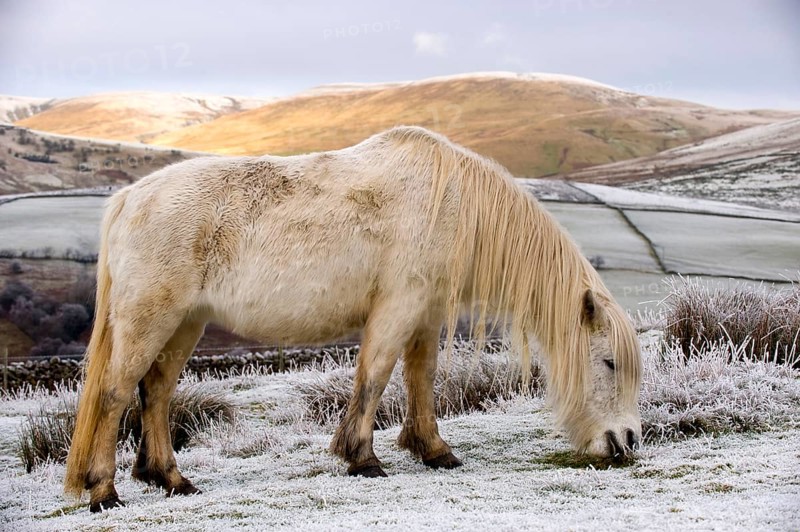 Fur pony