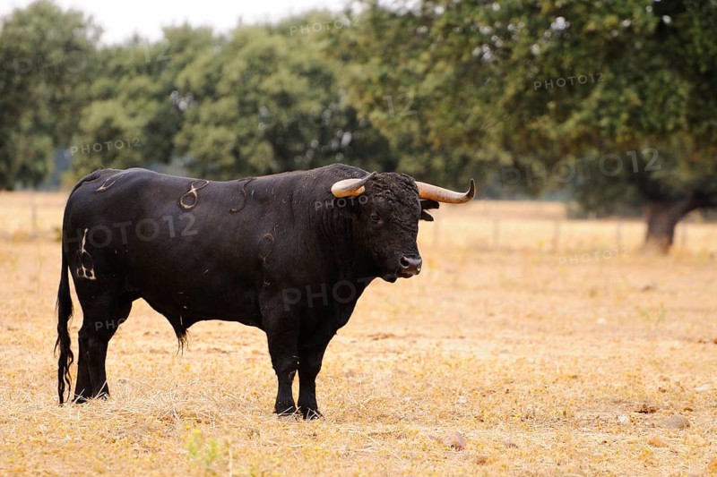 Domestic cattle