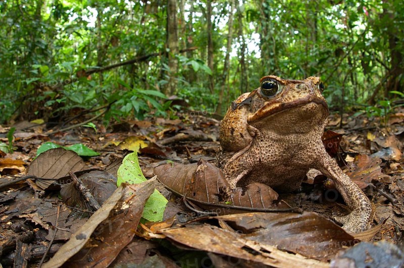 Cane toad