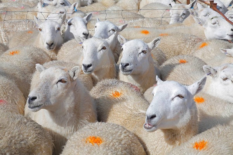 Domestic sheep