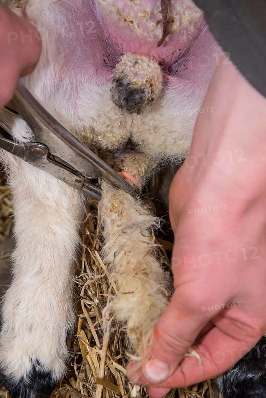 Sheep farming