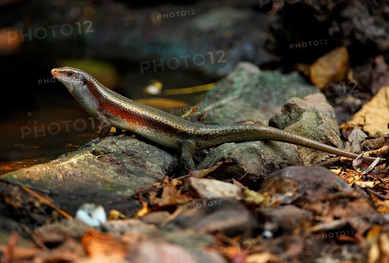 Mabuya multifasciata