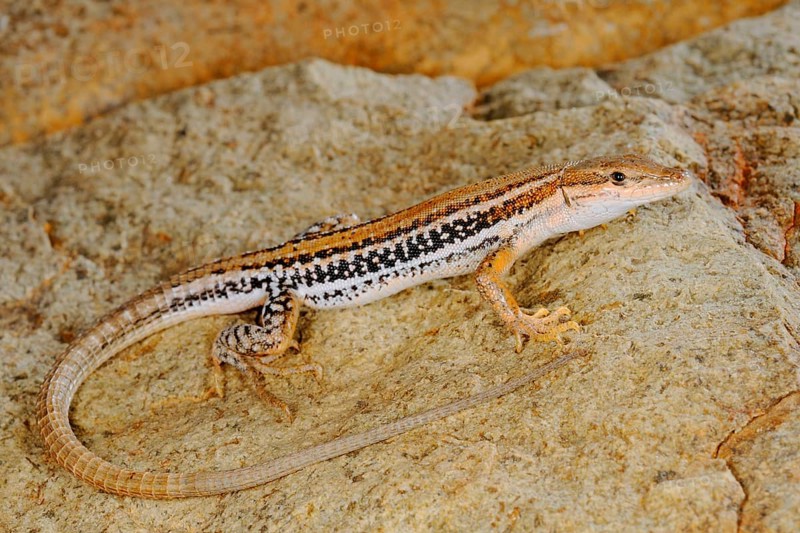 Socotran Wall Lizard