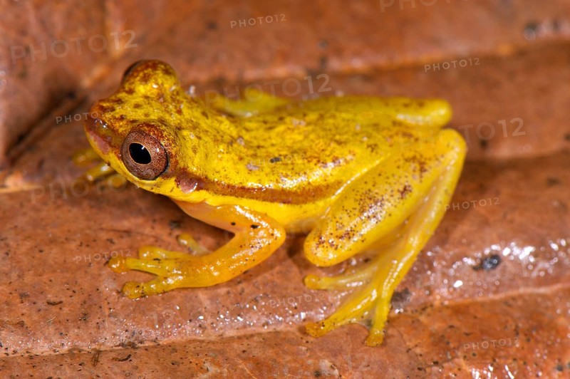 Red-shouldered tree frog