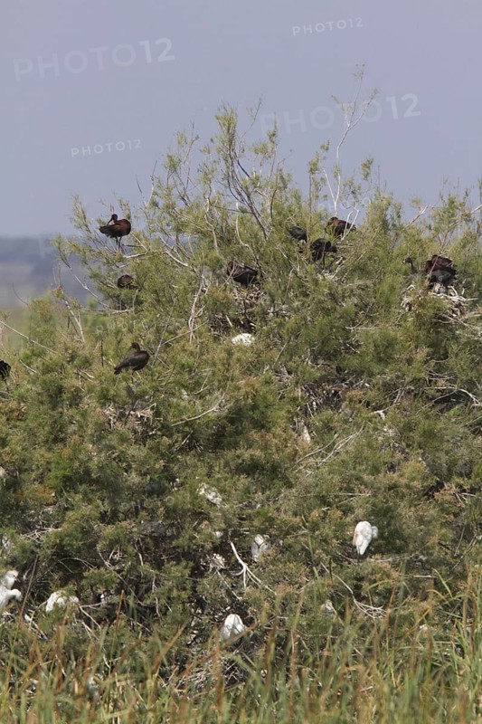 Nesting colony of the Glossy Ibis in Coto Donana