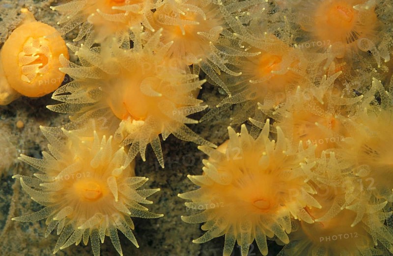 Stony coral