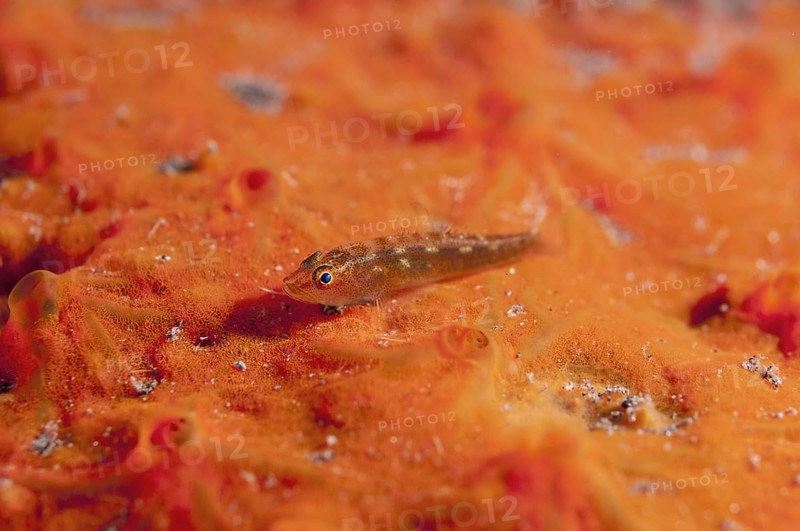 Toothy goby