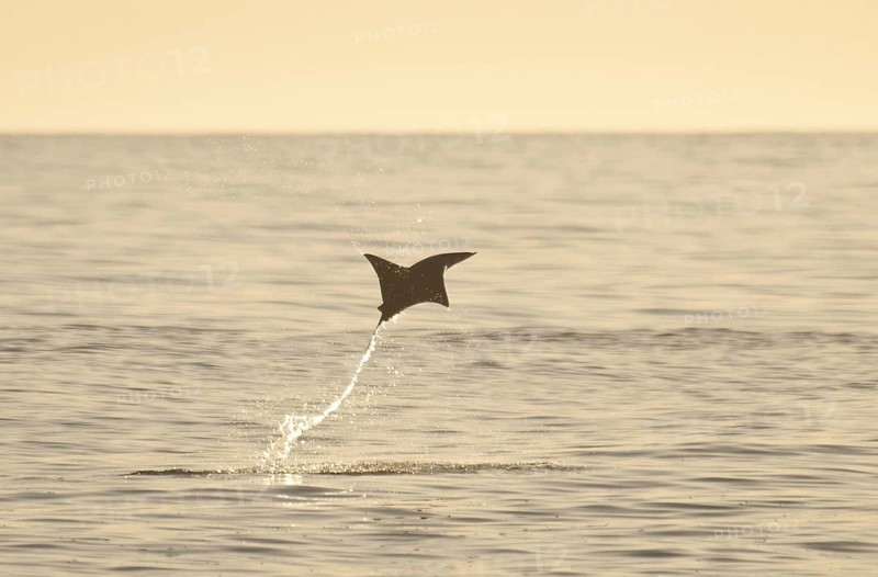 Mobula Ray