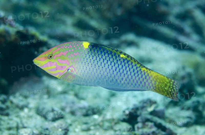 Checkerboard Wrasse