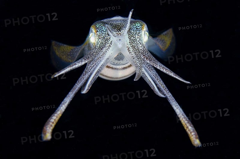 Bigfin reef squid