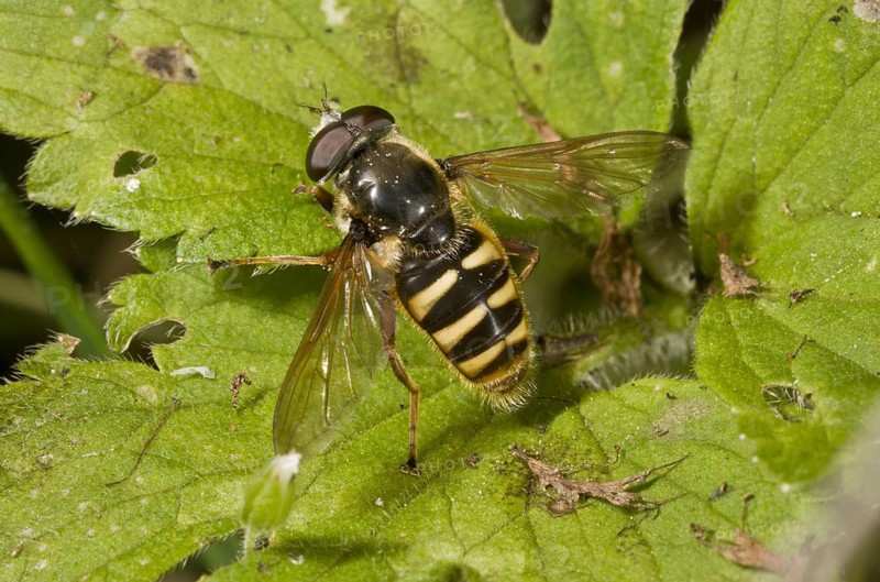 Large Peat Hoverfly