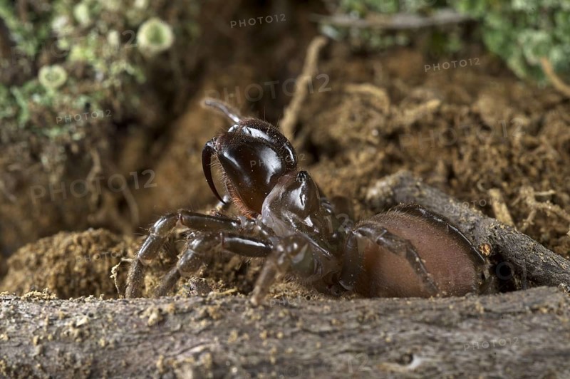 Other animals